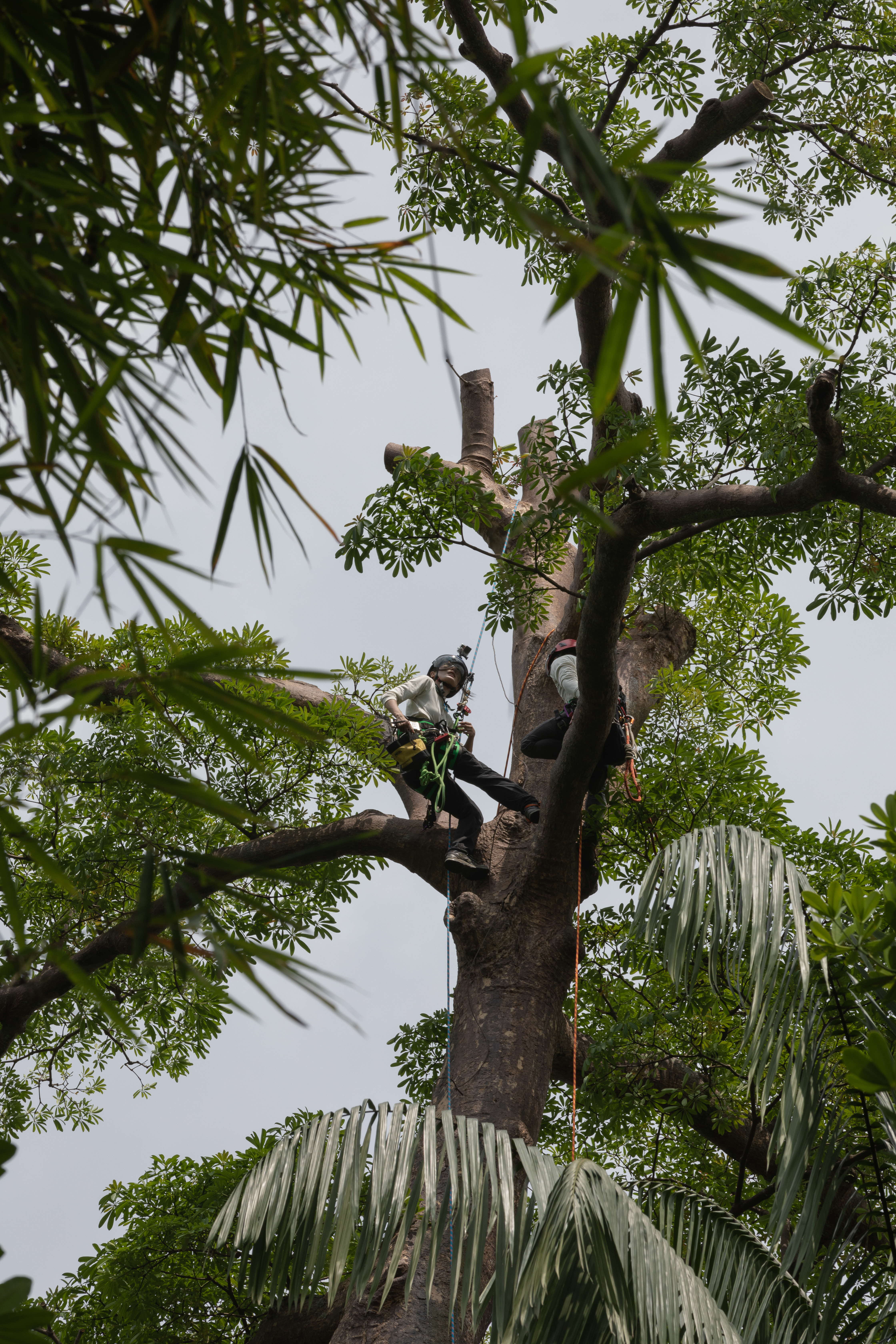 Arboriculture